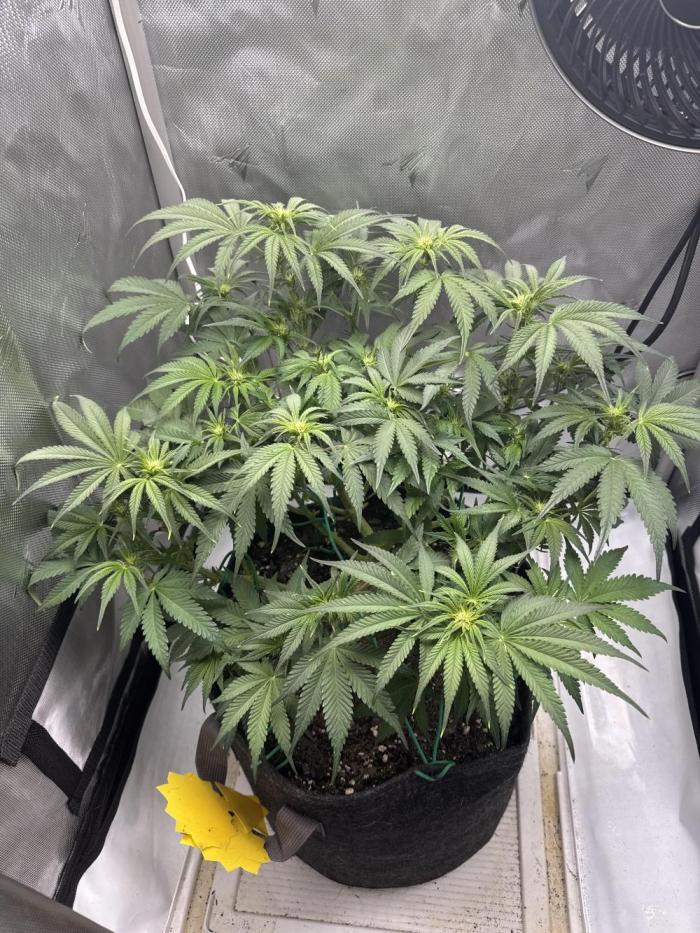 Cherry Cola RF3. Week 7