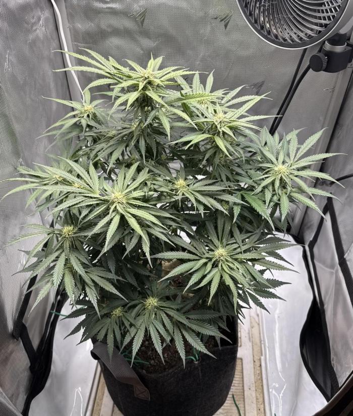 Cherry Cola RF3. Week 8