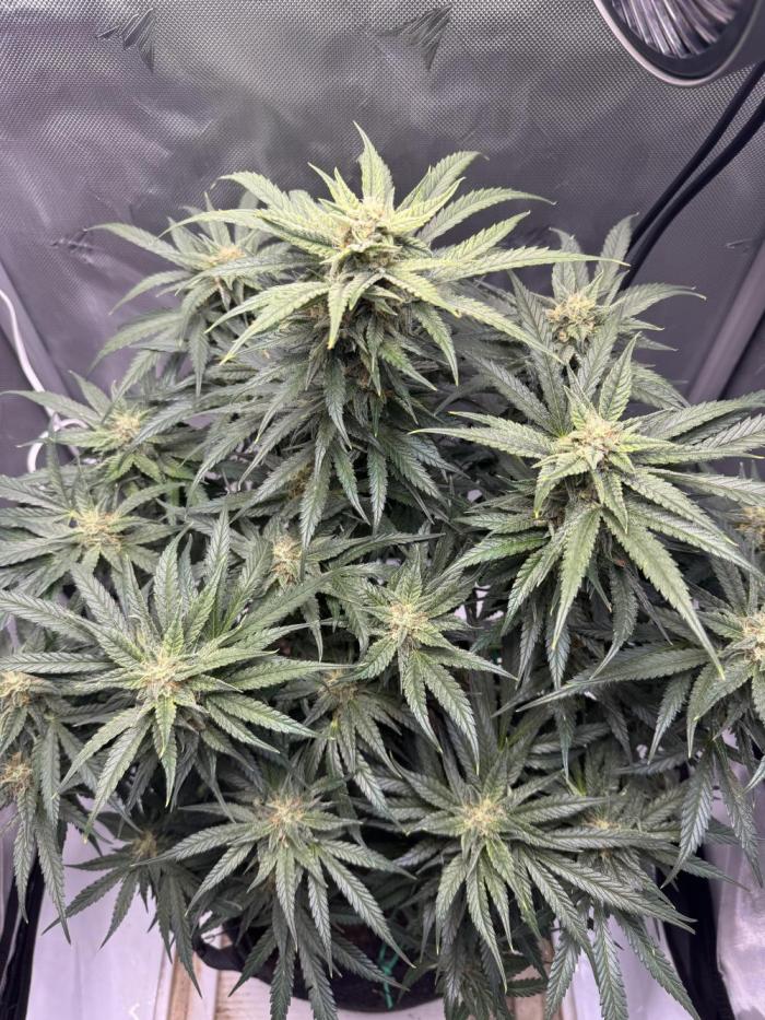 Cherry Cola RF3. Week 9