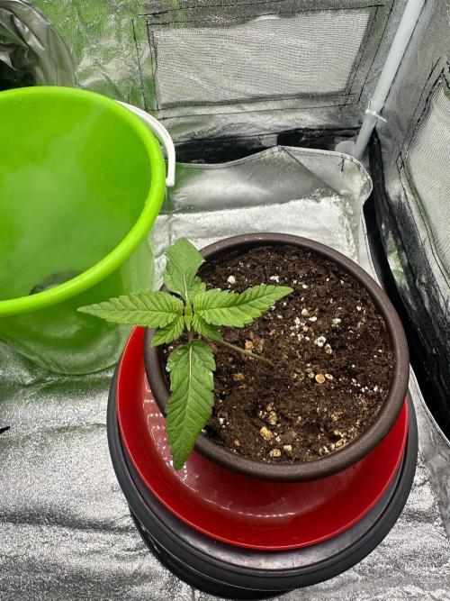 Orange Bud 2.0. Week 1