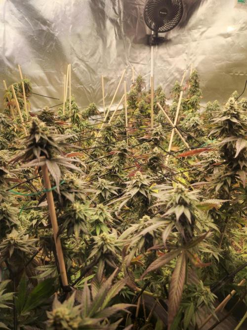 Bronkos Welt im 500watt  Modus. Week 4