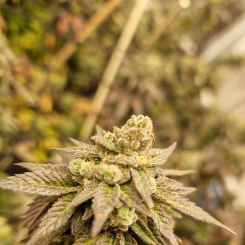 Bronkos Welt im 500watt  Modus. Week 6 - Pm frosty pheno