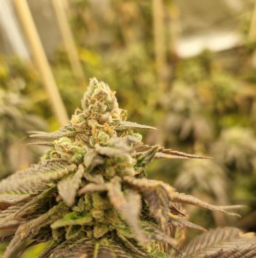 Bronkos Welt im 500watt  Modus. Week 6 - Pm frosty pheno