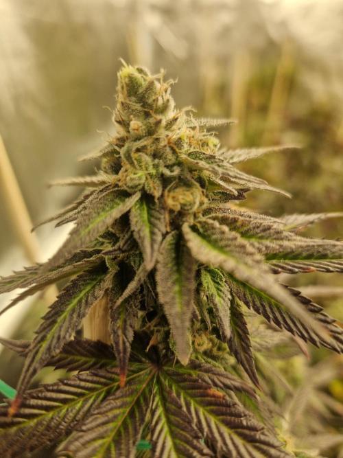 Bronkos Welt im 500watt  Modus. Week 6 - Pm frosty pheno