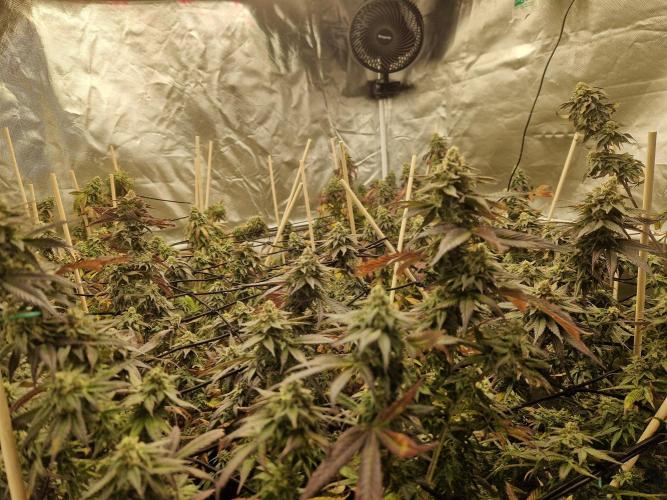 Bronkos Welt im 500watt  Modus. Week 6