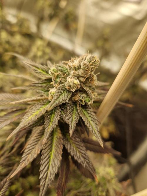 Bronkos Welt im 500watt  Modus. Week 7 - Pm frosty