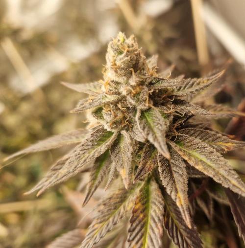 Bronkos Welt im 500watt  Modus. Week 7 - Pm frosty