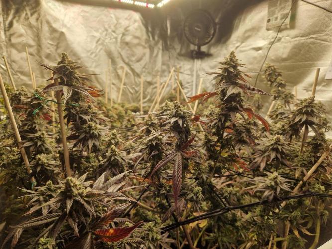 Bronkos Welt im 500watt  Modus. Week 7 - All