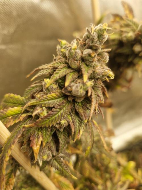 Bronkos Welt im 500watt  Modus. Week 8 - Mop overdose calmag