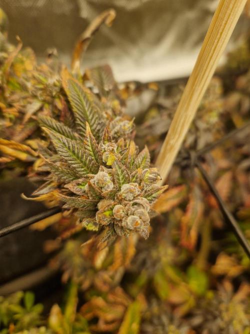 Bronkos Welt im 500watt  Modus. Week 8 - Mop overdose calmag