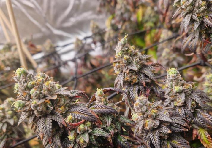 Bronkos Welt im 500watt  Modus. Week 8 - Mop colored kiss