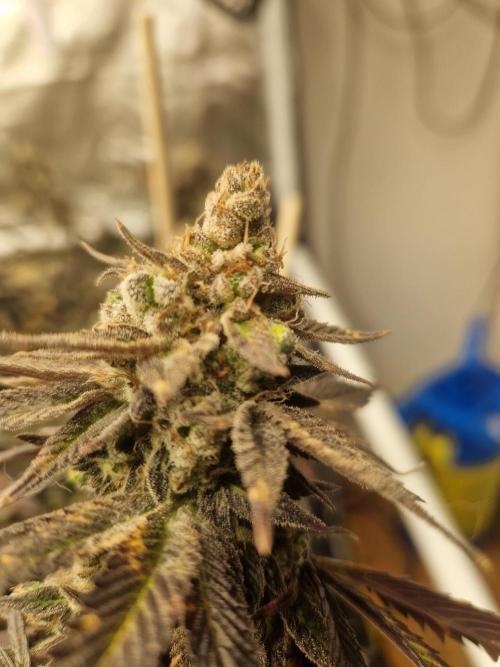 Bronkos Welt im 500watt  Modus. Week 8 - Pm frosty