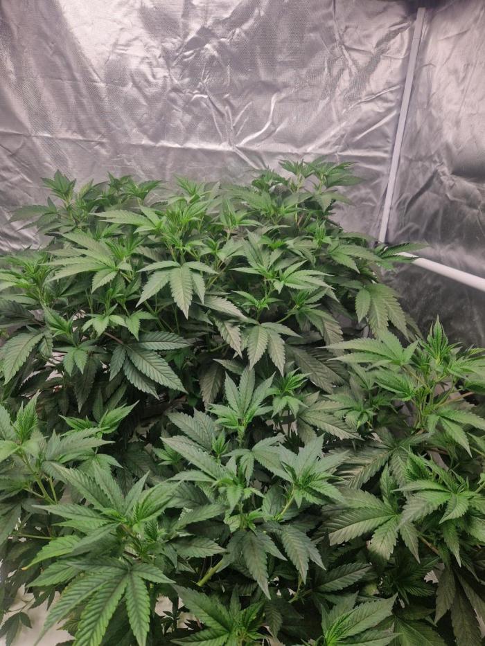 Permanentmarker seedjunky. Week 4 - Vegi day 26 hydro