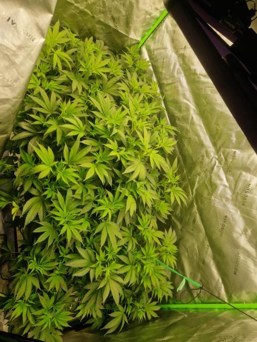 Permanentmarker seedjunky. Week 5 - In nft 