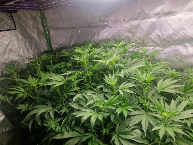 Permanentmarker seedjunky. Week 3 - Bt15 in nft night time