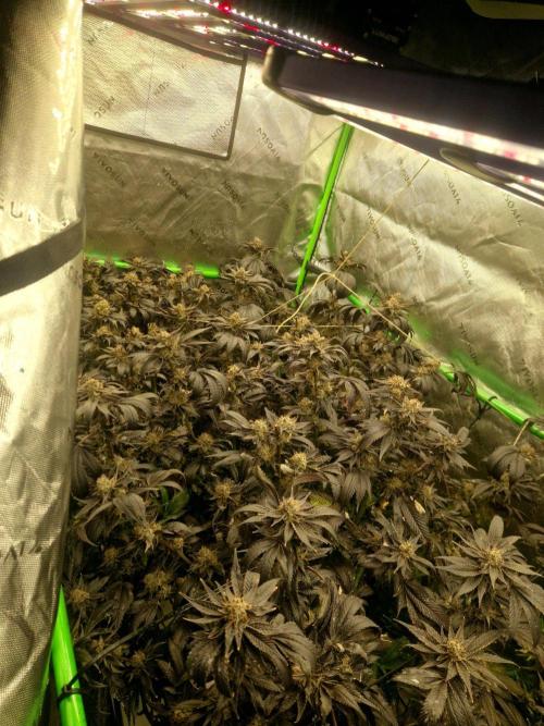 Permanentmarker seedjunky. Week 8