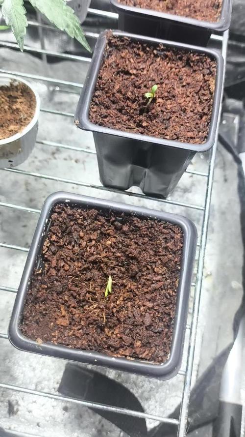 A new beginning - Strawberry Drip