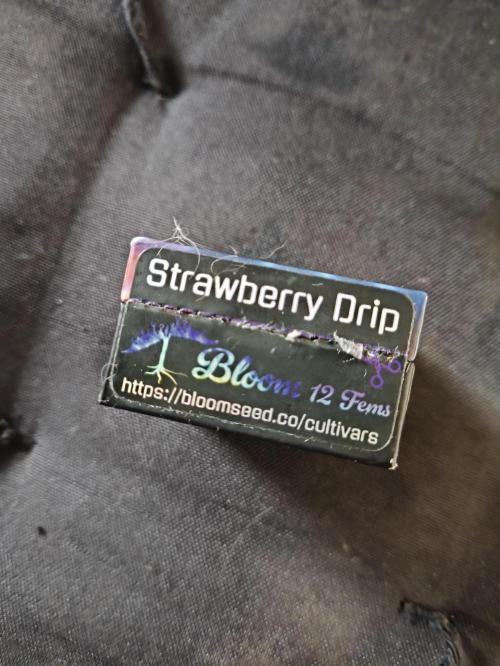 A new beginning - Strawberry Drip. Week 0