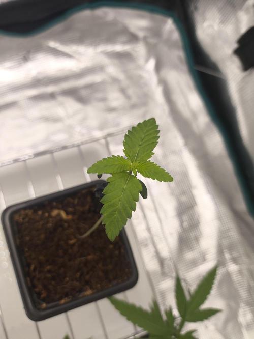 A new beginning - Strawberry Drip. Week 1 - Fastest to sprout. Pheno #1