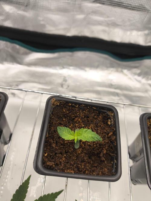A new beginning - Strawberry Drip. Week 1 - Pheno #2