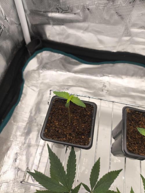 A new beginning - Strawberry Drip. Week 1 - Pheno #3