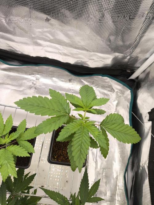 A new beginning - Strawberry Drip. Week 2