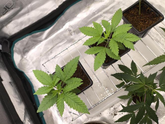 A new beginning - Strawberry Drip. Week 2
