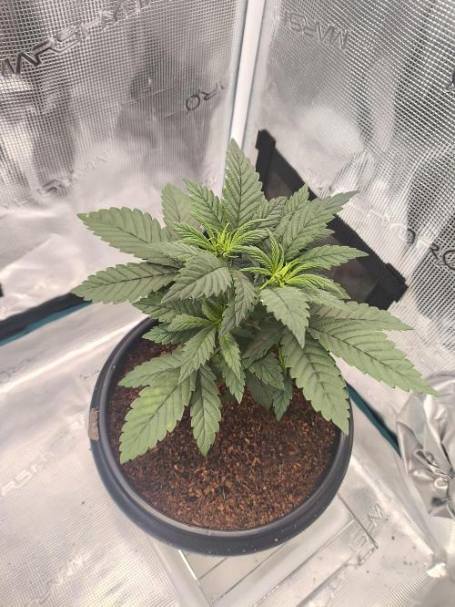 A new beginning - Strawberry Drip. Week 3 - #1