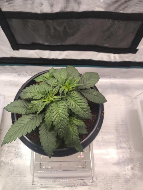 A new beginning - Strawberry Drip. Week 3 - #2