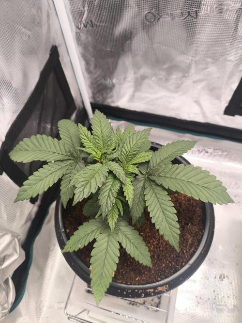 A new beginning - Strawberry Drip. Week 3 - #3