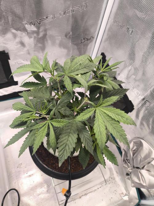 A new beginning - Strawberry Drip. Week 4 - #1