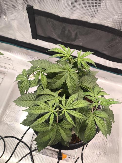 A new beginning - Strawberry Drip. Week 4 - #2