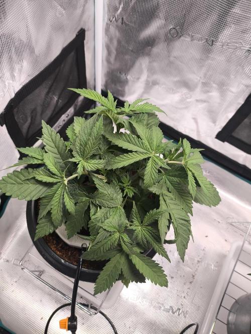 A new beginning - Strawberry Drip. Week 4 - #3