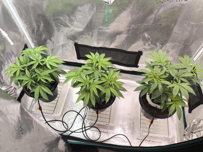 A new beginning - Strawberry Drip. Week 4