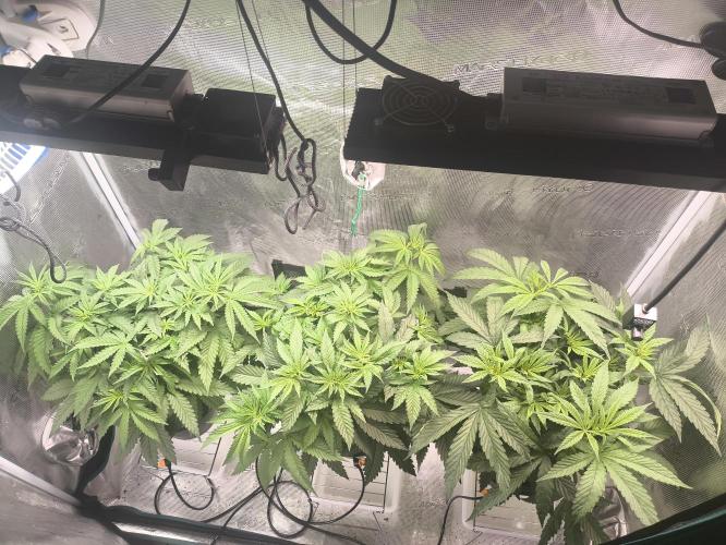 A new beginning - Strawberry Drip. Week 5 - Before