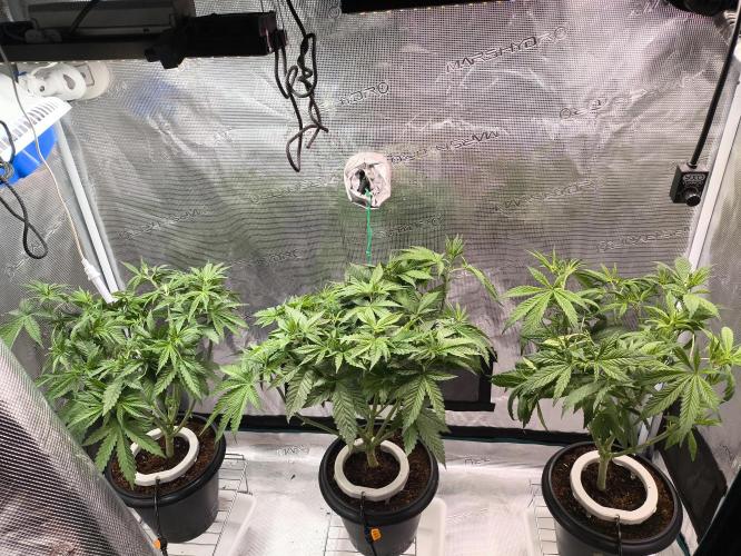 A new beginning - Strawberry Drip. Week 5 - After