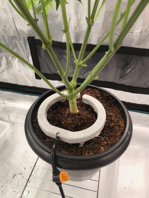 A new beginning - Strawberry Drip. Week 5 - #2, my fave