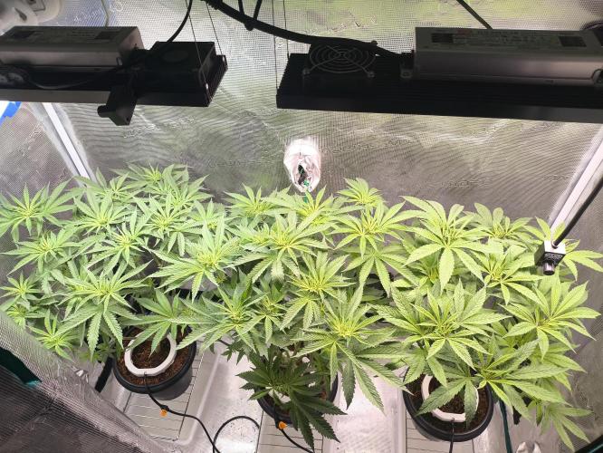 A new beginning - Strawberry Drip. Week 6