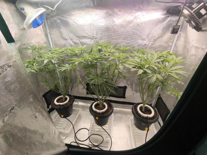 A new beginning - Strawberry Drip. Week 6