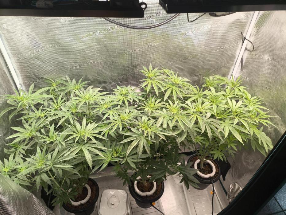 A new beginning - Strawberry Drip. Week 7