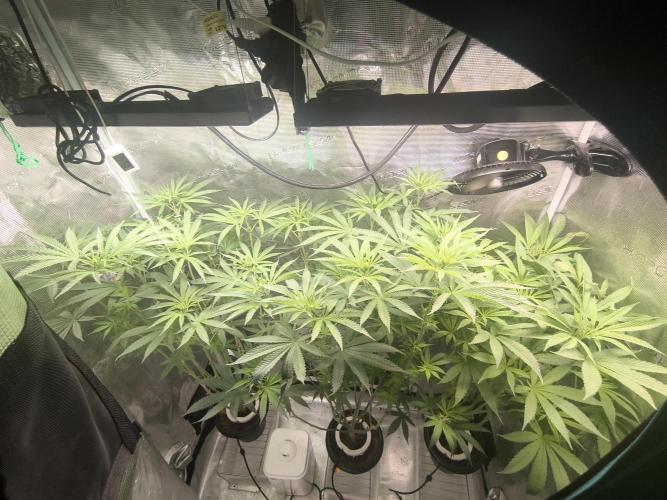 A new beginning - Strawberry Drip. Week 8