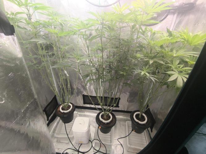 A new beginning - Strawberry Drip. Week 8