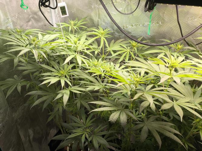 A new beginning - Strawberry Drip. Week 8