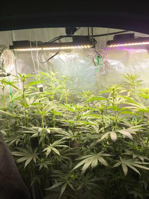 A new beginning - Strawberry Drip. Week 9