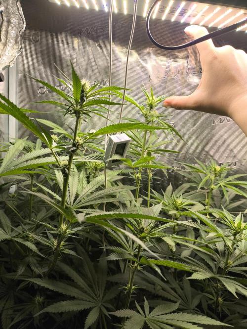 A new beginning - Strawberry Drip. Week 9