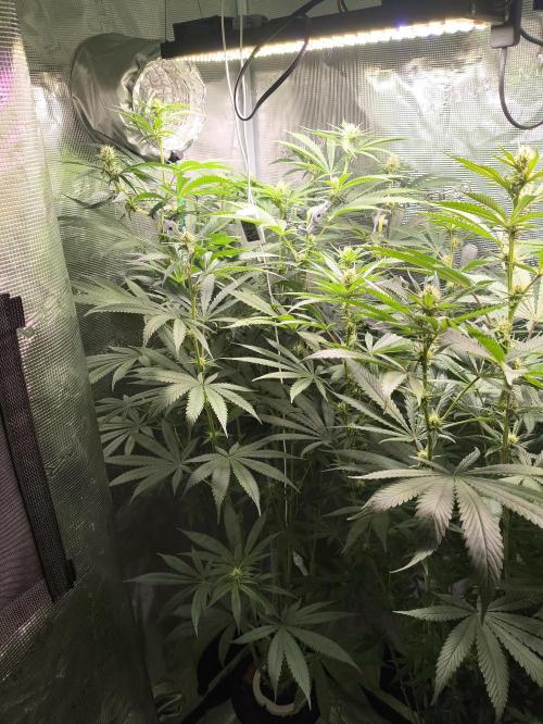 A new beginning - Strawberry Drip. Week 9