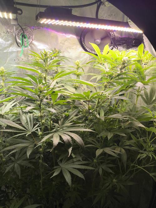 A new beginning - Strawberry Drip. Week 9