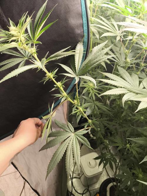 Strawberry Drip (Strawberry Guava x Garlic Drip). Week 9