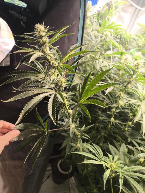 A new beginning - Strawberry Drip. Week 10