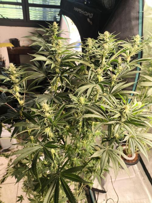 A new beginning - Strawberry Drip. Week 10 - #2 has the best structure